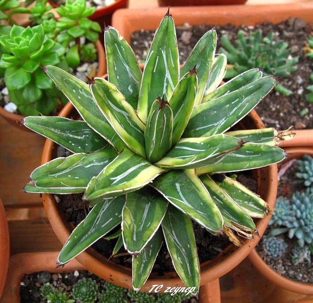 معرفی و راهنمای پرورش کاکتوس ها - آگاوِ ویکتوریا - رجیون